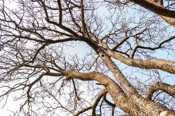 下から見える葉のない木の枝 — ストック写真