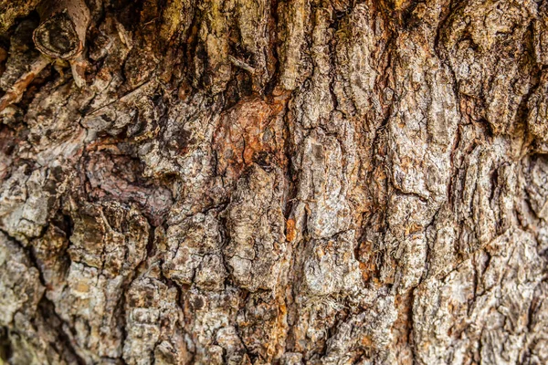 Fundo Detalhado Casca Árvore Imagens Royalty-Free