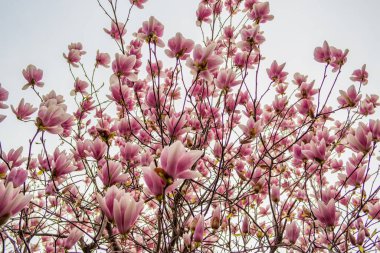 Pembe manolya çiçekli bahar çiti