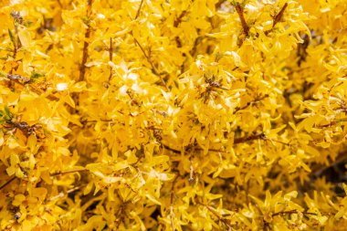 Zabel Forsythia 'nın sarı çiçeğiyle arka plan