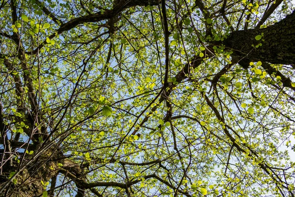 下から見た木々の背景 — ストック写真
