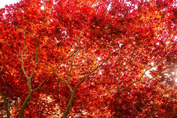 Hintergrund Von Ahornbäumen Mit Roten Blättern — Stockfoto