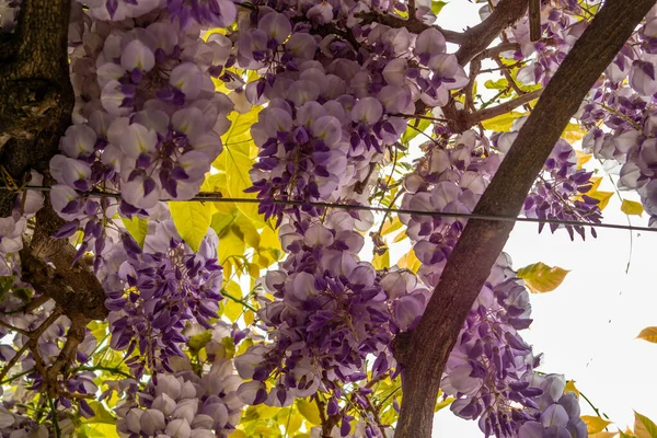Фон Фиолетовыми Цветами Вистерии — стоковое фото