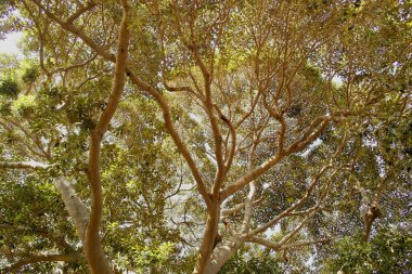 Yaz mevsiminde ağaç dalları