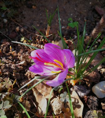 Taze çiçek açmış safran çiçekli arka plan