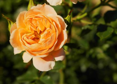 Gül Tatlı Rüya Açık Turuncu Renk