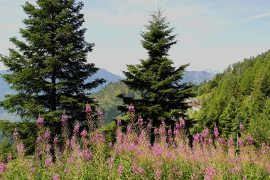 Vetriolo Dağı 'ndan Panorama, Levico Terme, Trentino Alto Adige, İtalya