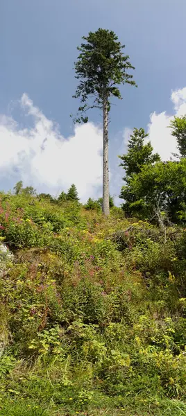 stock image Flora of Mount Vetriolo, Levico Terme, Trentino Alto Adige, Italy