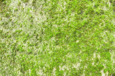 Yosun kaplı duvarlı arkaplan