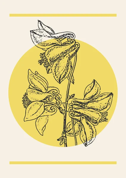 Çiçek Kolumbini Aquilegia Şubesi Çizim Illüstrasyon Posteri Şleme Tarzında Botanik — Stok Vektör