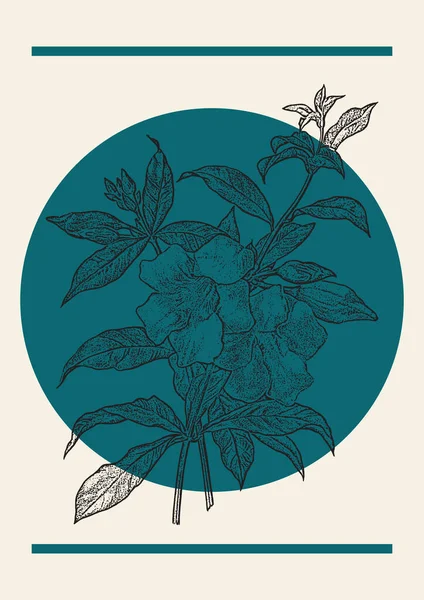 Kwitnący Kwiat Gałąź Szkic Plakat Ilustracji Allamanda Botaniczna Stylu Grawerowania — Wektor stockowy
