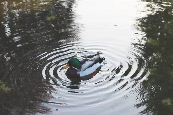Fechar Pato Nadando Uma Foto Conceito Lagoa Habitat Aves Aquáticas — Fotografia de Stock