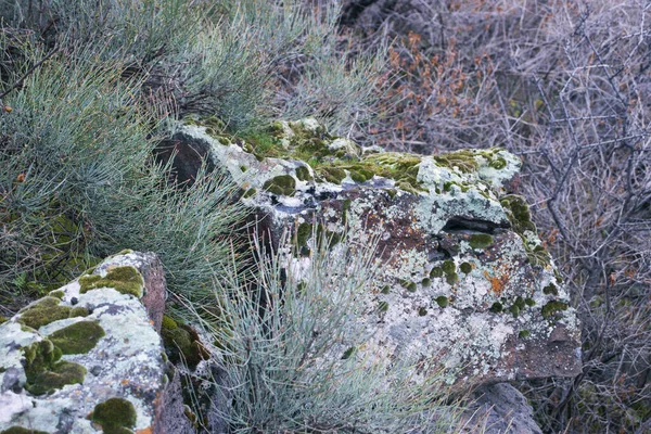 Close Moss Rough Stones Floor Forest Horsetail Field Equisetum Arvense — Stock Photo, Image