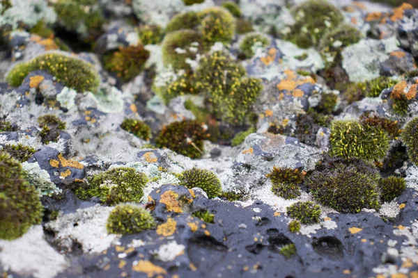 Yakınlaşın Yosunlar Büyüyüp Ormandaki Sert Taşları Zemini Kaplayın Makro Görünüm — Stok fotoğraf