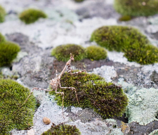 Moss Büyüt Taş Konsept Fotoğrafında Peygamberdevesi Makro Görünüm Ile Göster — Stok fotoğraf