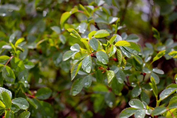 stock image Close up dew drops on birch twigs concept photo. Young branches, stems in springtime. Front view photography with blurred background. High quality picture