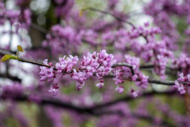 Pembe akasya çiçeğini yağmur damlaları konsept fotoğrafıyla kapat. Görüntü geçmişi bulanık. Bahar mevsiminde kırsal kesimde. Bahar bahçesi çiçekleri arka planda