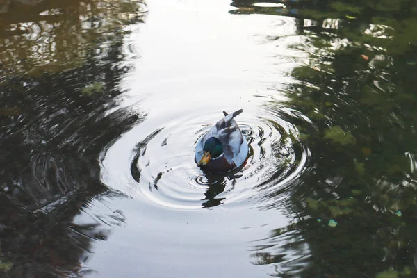 Close Duck Swimming Pond Concept Photo Waterfowl Habitat Front View — Fotografia de Stock