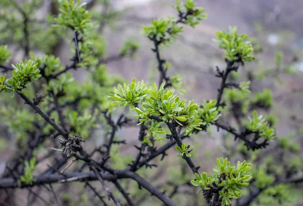Закрыть Молодыми Листьями Каплями Дождя Молодые Ветви Стебли Весной Фотография — стоковое фото