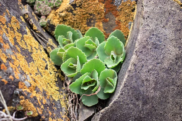 Kayaların Konsept Fotoğrafındaki Yeşil Gül Kaktüsünü Kapat Dağlarda Kayalarla Çevrili — Stok fotoğraf