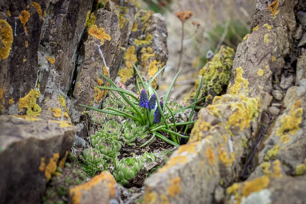 stock image Close up blooming hyacinth on the rocks concept photo. Plant surrounded by rocks in mountains. High quality picture for wallpaper