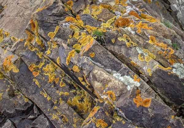 Close Yellow Lichen Cover Rough Stone Concept Photo Show Macro — Stock Photo, Image