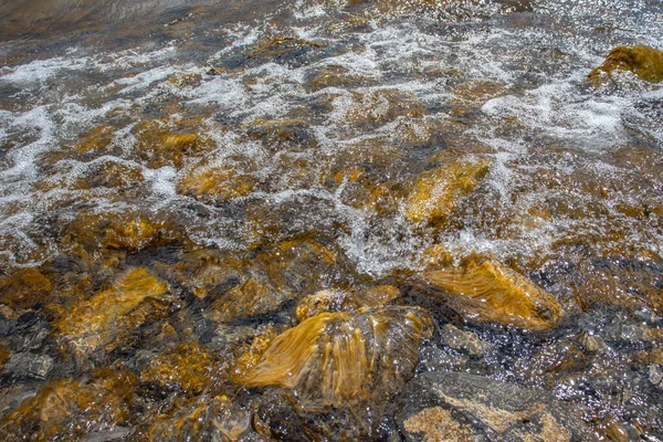 Крупним Планом Вода Водоростями Пляжі Концепції Фото Камінці Під Водою — стокове фото