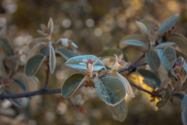 Pembe tomurcukları güneş ışığı konseptinin altında kapat. Görüntü geçmişi bulanık. Bahar mevsiminde kırsal kesimde. Bahar bahçesi çiçekleri arka planda