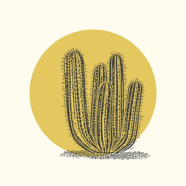 Cactus Ilustrasi Liar Barat Gurun Desain Vintage Tanaman Cacti Dengan - Stok Vektor