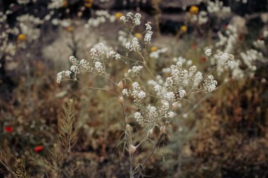 Çayırdaki çiçekleri güneş ışığı konsepti fotoğrafının altında kapat. Hogweed ya da havuç çiçeği fotoğrafçılığı. Duvar kağıdı ve seyahat günlüğü için yüksek kaliteli resim