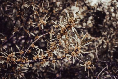 Çiçek açan deniz dikenli karides konsepti fotoğrafından küçük sarı çiçekler. Soluk gümüşi yeşil mızrak yapraklı çiçek açan dalın yakın plan fotoğrafı. Bahar mor bahçesinin çiçek arkaplanı