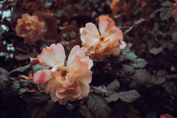 Κοντινό Πλάνο Μπουμπούκια Τριαντάφυλλο Κάτω Από Βροχή Έννοια Φωτογραφία Καλλιέργεια — Φωτογραφία Αρχείου