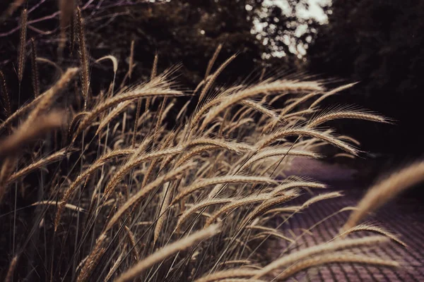Buğday Tarlası Altın Buğday Yakından Fotoğraf Kulakları Güzel Doğa Gündüz — Stok fotoğraf