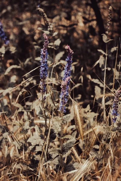Çiçek Açan Çayır Konsepti Fotoğrafında Küçük Mor Çiçekler Bahar Mevsiminde — Stok fotoğraf