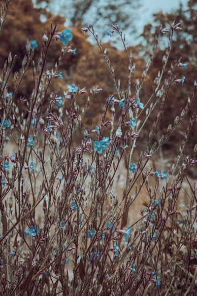 Pequenas Flores Flor Azul Foto Conceito Campo Selvagem Fotografia Com — Fotografia de Stock