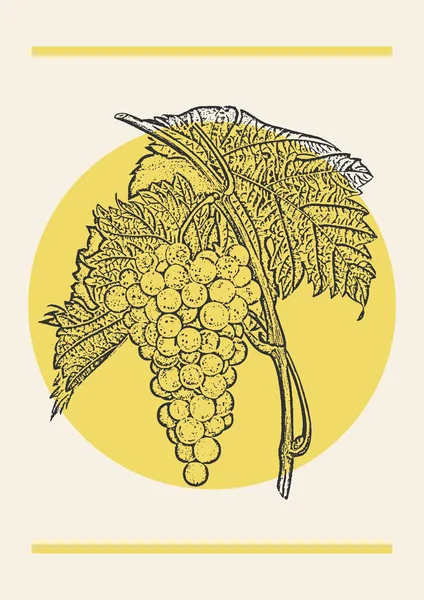 Cartel Amarillo Ilustración Del Boceto Racimo Uva Arte Botánico Estilo — Vector de stock