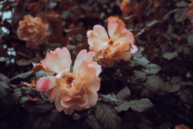 Gül tomurcuklarını yağmur konsepti fotoğrafının altında kapat. Bahçede yetişen bitkiler. Görüntü geçmişi bulanık. Duvar kağıdı için yüksek kaliteli resim