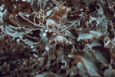 Ağaç konsepti fotoğrafındaki elma yeşili meyveleri kapat. Görüntü geçmişi bulanık. Bahar mevsiminde kırsal kesimde. Bahar elması bahçesi geçmişi