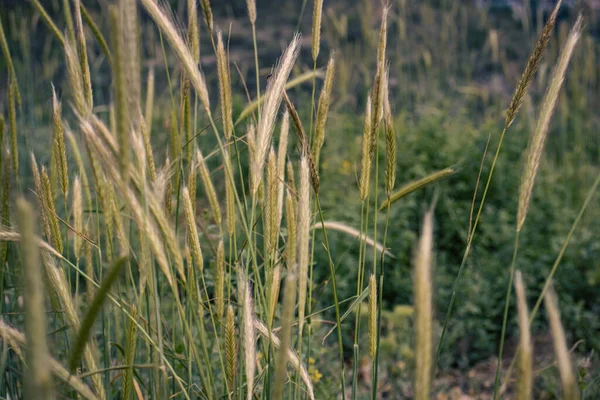 Пшеничное Поле Уши Золотой Пшеницы Крупным Планом Фото Красивая Природа — стоковое фото