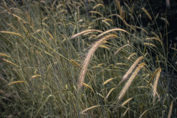 Buğday Tarlası Altın Buğday Yakından Fotoğraf Kulakları Güzel Doğa Gündüz — Stok fotoğraf