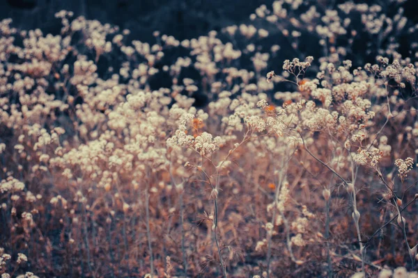 Fermer Prairie Fleurs Sous Lumière Soleil Concept Photo Vue Face — Photo