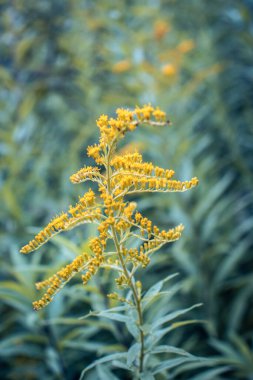 Çayırdaki çiçekleri güneş ışığı konsepti fotoğrafının altında kapat. Hogweed ya da havuç çiçeği fotoğrafçılığı. Duvar kağıdı ve seyahat günlüğü için yüksek kaliteli resim