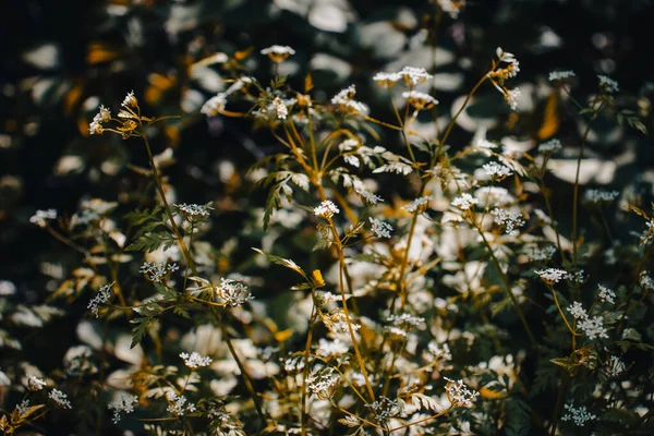 Çayırdaki çiçekleri güneş ışığı konsepti fotoğrafının altında kapat. Hogweed ya da havuç çiçeği fotoğrafçılığı. Duvar kağıdı ve seyahat günlüğü için yüksek kaliteli resim