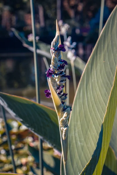 长有蓝花概念照片的水生植物 Pontederia Cordata 美丽的自然风景摄影 Idyllic场景 高质量的壁纸图片 旅游博客 — 图库照片