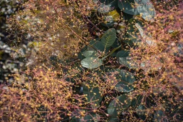 Nahaufnahme Heller Blütenstrauch Mit Regentropfen Konzeptfoto Royal Purple Smoke Bush — Stockfoto
