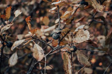 Böğürtlen konsepti fotoğraflı mavi siyah diken dalı. Prunus spinosa ağacı, bahçesinde mavi yuvarlak meyveler olan yamaç. Güneşli bir sabah, açık sonbahar çalıları. Duvar kağıdı için yüksek kaliteli resim
