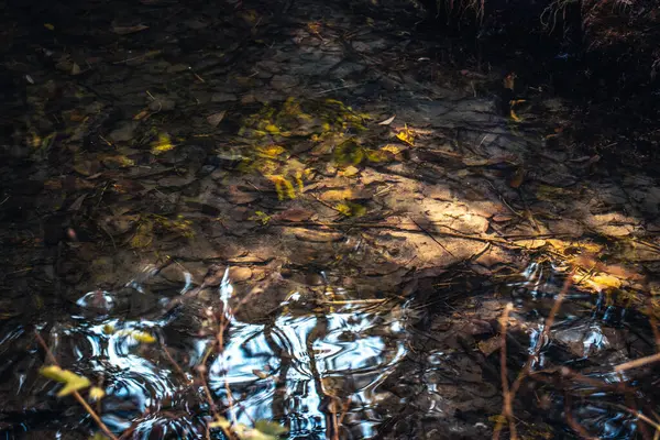秋のコンセプト写真の公園の美しい池の表面 イディエリック池と湖 野生生物の水写真 旅行のブログのための良質の映像 — ストック写真