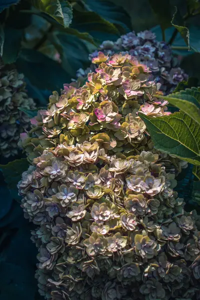 Bahçe Konsepti Fotoğrafındaki Güneşli Sabah Çiçeklerini Kapat Çiçek Açan Fuşya — Stok fotoğraf