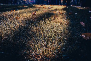 Park konsepti fotoğrafında çimenlerin üzerine düşen yaprakları kapat. Yeşil çimenler ve sonbahar yaprakları. Bahçe - yapraklı çimen - sonbahar arka planı. Güzel doğa manzara fotoğrafçılığı. Duvar kağıdı ve seyahat günlüğü için yüksek kaliteli resim.