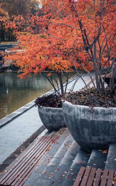 Sonbahar sabahı, su konsepti fotoğrafında. Halk parkında sonbahar. Idyllic sahne, sonbahar mevsimi, saksıdaki kırmızı ağaçlar. Duvar kağıdı ve seyahat günlüğü için yüksek kaliteli resim.